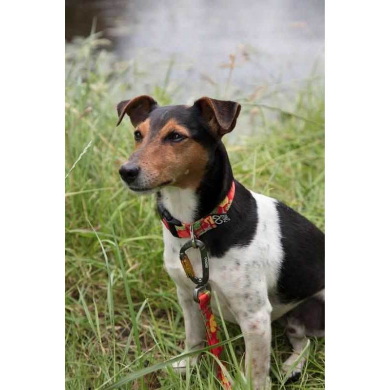 DNA Dogwear Summit Dog Lead-3
