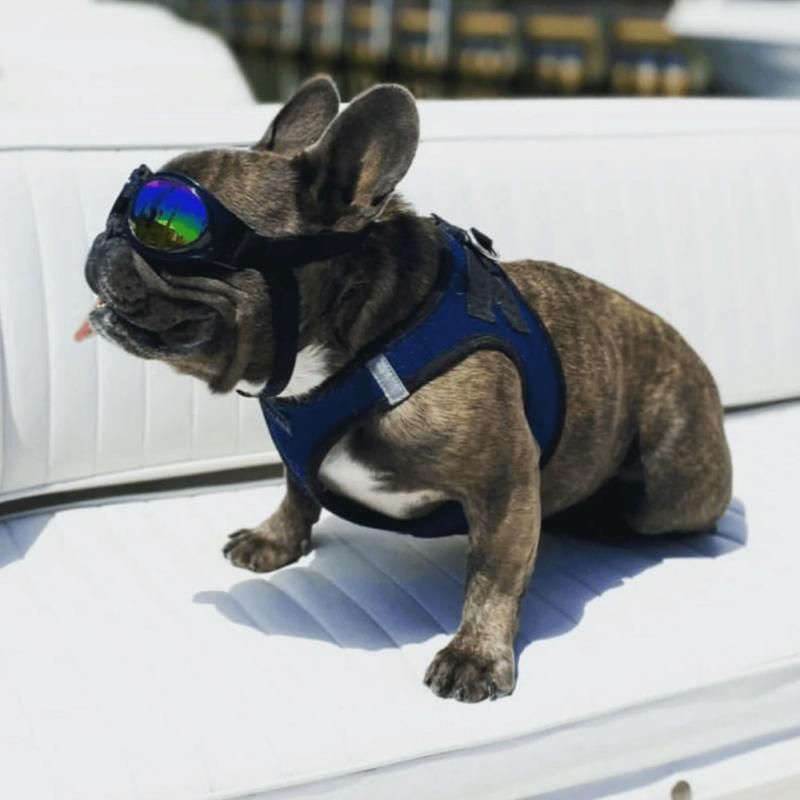 K9 Sport Sack Dog Goggles-2